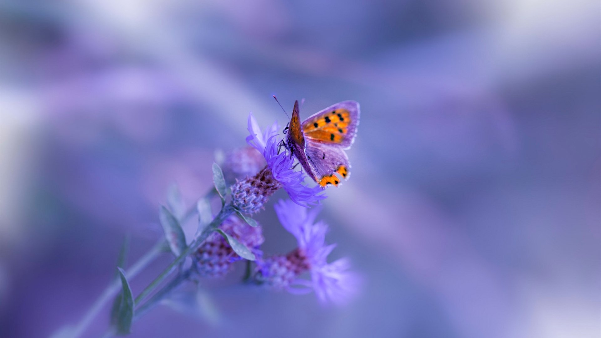 F1新赛季揭幕战焦点战，奇才加时取胜深圳队，速度与激情的双重奏